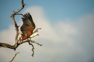 African fish eagle, Haliaeetus vocifer flying in the Kruger national park, South Africa