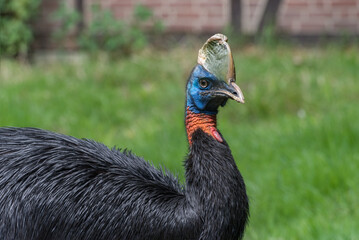 Northern cassowary, Casuarius unappendiculatus, the one-wattled cassowary, single-wattled cassowary