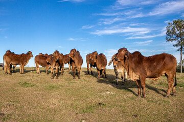 Group of  brown American Brahman grazing on the hill