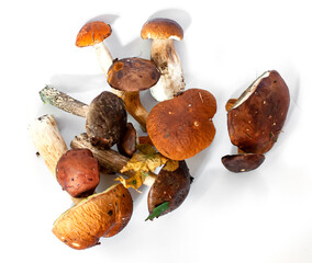 Orange Forest mushrooms composition on white background isolated boletus cep