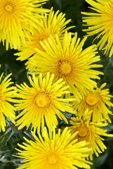 yellow dandelion flowers