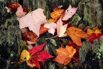 autumn leaves on stump
