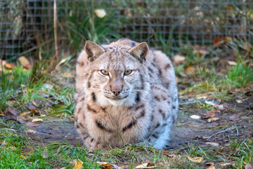 Eurasian lynx in winter forest nature, Vladimir