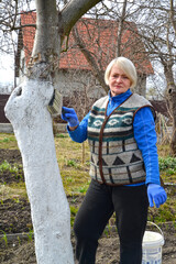 A female gardener whitewashes the trunk of a fruit tree. Spring garden work