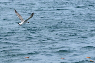 Fototapeta na wymiar A seagull soaring over the sea.