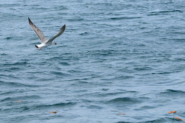 A seagull soaring over the sea.