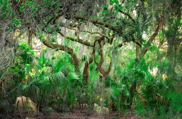 Swamp with growing deformed woods surrounded by palm trees