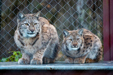 Eurasian lynx in winter forest nature, Vladimir