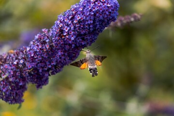 Closeup shot of a hawk moth collecting nectar from the summer lilac flowers © Medúzio/Wirestock Creators