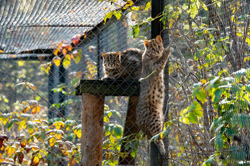 Amur leopard cat Prionailurus bengalensis euptilurus in forest
