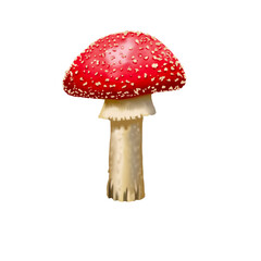 Watercolor red fly agaric. Realistic fly agaric mushroom. Poisonous mushroom PNG