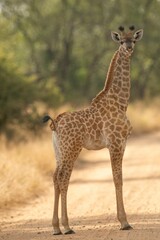 Vertical shot of a giraffe in a Kruger National park on a sunny day - obrazy, fototapety, plakaty