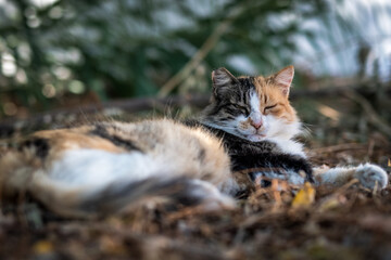 Die Katzen von Naoussa
