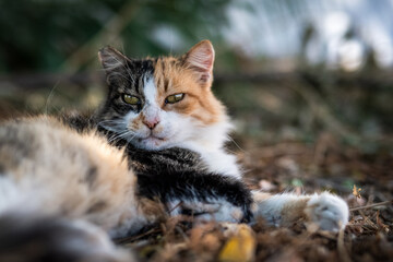 Die Katzen von Naoussa