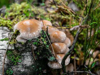 A group of false poisonous mushrooms. Soft focus. The concept of collecting mushrooms. Background picture. color nature