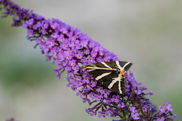 Schmetterling auf der Blume.