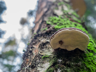Young Chaga mushroom - Inonotus obliquus growing on a tree trunk in a forest. color nature