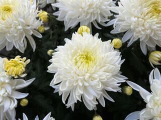 white flowers, white chrysanthemums flower