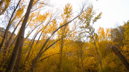 peregrina ,castillalamancha ,españa ,otoño ,amarillo ,pueblo , paisaje