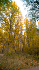 peregrina ,castillalamancha ,españa ,otoño ,amarillo ,pueblo , paisaje