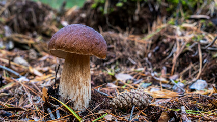 Detailaufnahme von einem Waldpilz im Gras