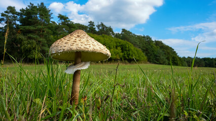 Detailaufnahme von einem Waldpilz im Gras