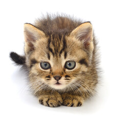 Kitten on white background.