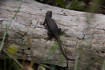 lizard on the stone