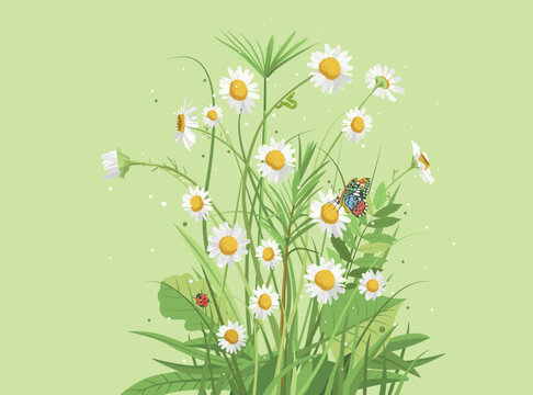 Bouquet of white field daisies. Gentle vector illustration. Flowers, grass and leaves, ladybug, caterpillar and butterfly in the meadow. Design element for placement on a package or poster.
