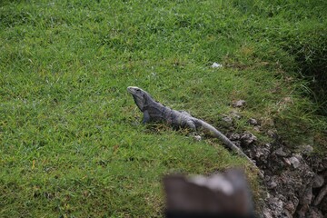 Beautiful iguana resting in a green forest - Powered by Adobe