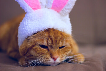 A large red cat with funny hare ears lies on a brown couch. A cat in a rabbit costume. Happy New Year 2023 and Bright Easter