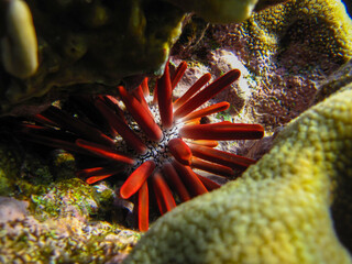Sea urchin in the coral reef of the Red Sea, Hurghada, Egypt
