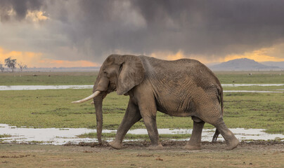 Amboseli Elephant