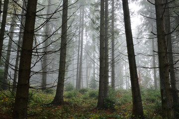 Mysterious spruce forest landscape in misty autumn weather