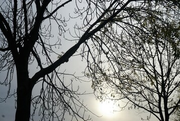 Zwei Bäume vor grauem Himmel mit weißer Sonne am Nachmittag im Herbst