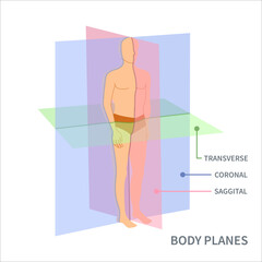 Body anatomical position diagram. Sagittal, coronal and transverse scanning plane types shown on a male body. Medical concept. Vector illustration. - obrazy, fototapety, plakaty