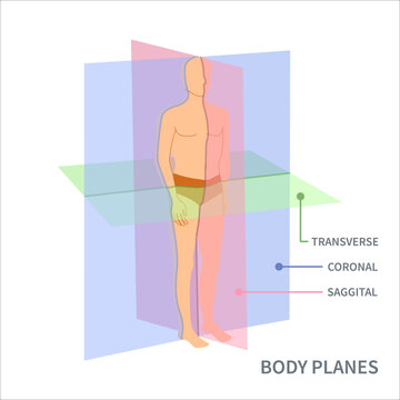 Body anatomical position diagram. Sagittal, coronal and transverse scanning plane types shown on a male body. Medical concept. Vector illustration.