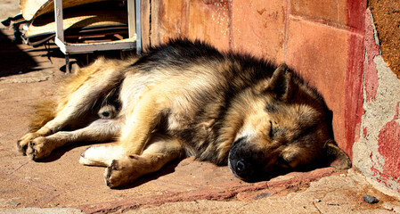 sleeping german shepherd dog
