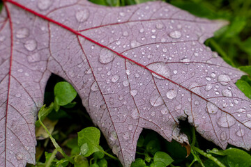 Fototapeta premium Close up view of rain drops on autumn leaf
