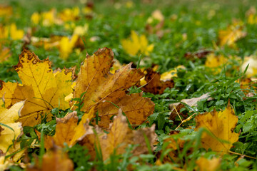 close up view of autumn yellow maple leaves on the grass