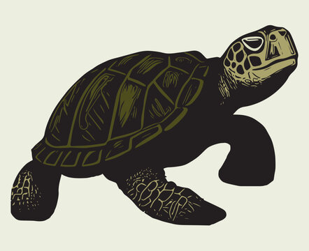 Turtle vector illustration hand draw style