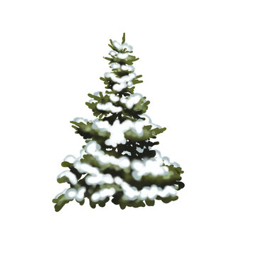 Watercolor snow Christmas tree. Spruce in the snow. Realistic illustration PNG