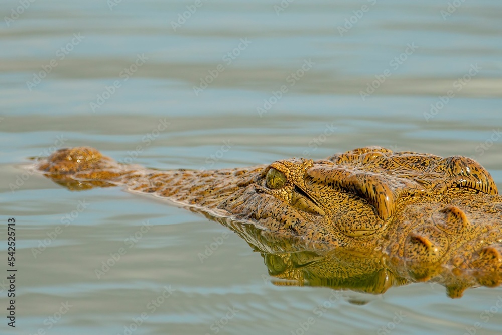 Sticker Closeup shot of an Orinoco crocodile swimming in the lake in Kruger National park