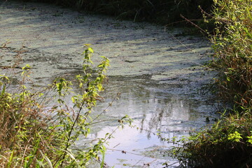 grass on the river swamp