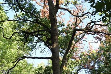 tree in autumn in vibrant colours