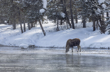 Moose on a Frozen River in Winter in Idaho