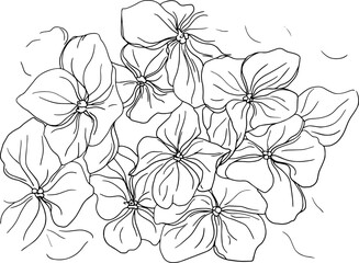 Drawn silhouette of hydrangea. Floral background. Element for decoration. Flowers sketch. ink. Tattoo.