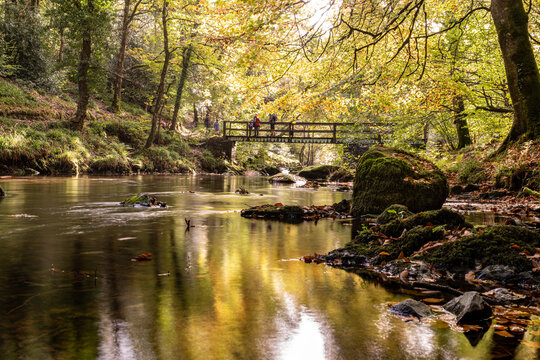 autumn/fall in the woods