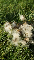 zbliżenie na dmuchawce © Bartosz