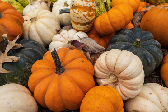 Mixed miniature pumpkins and gourds